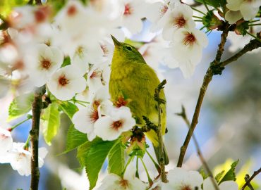 Bright green Warbler bird sitting in cherry blossoms.