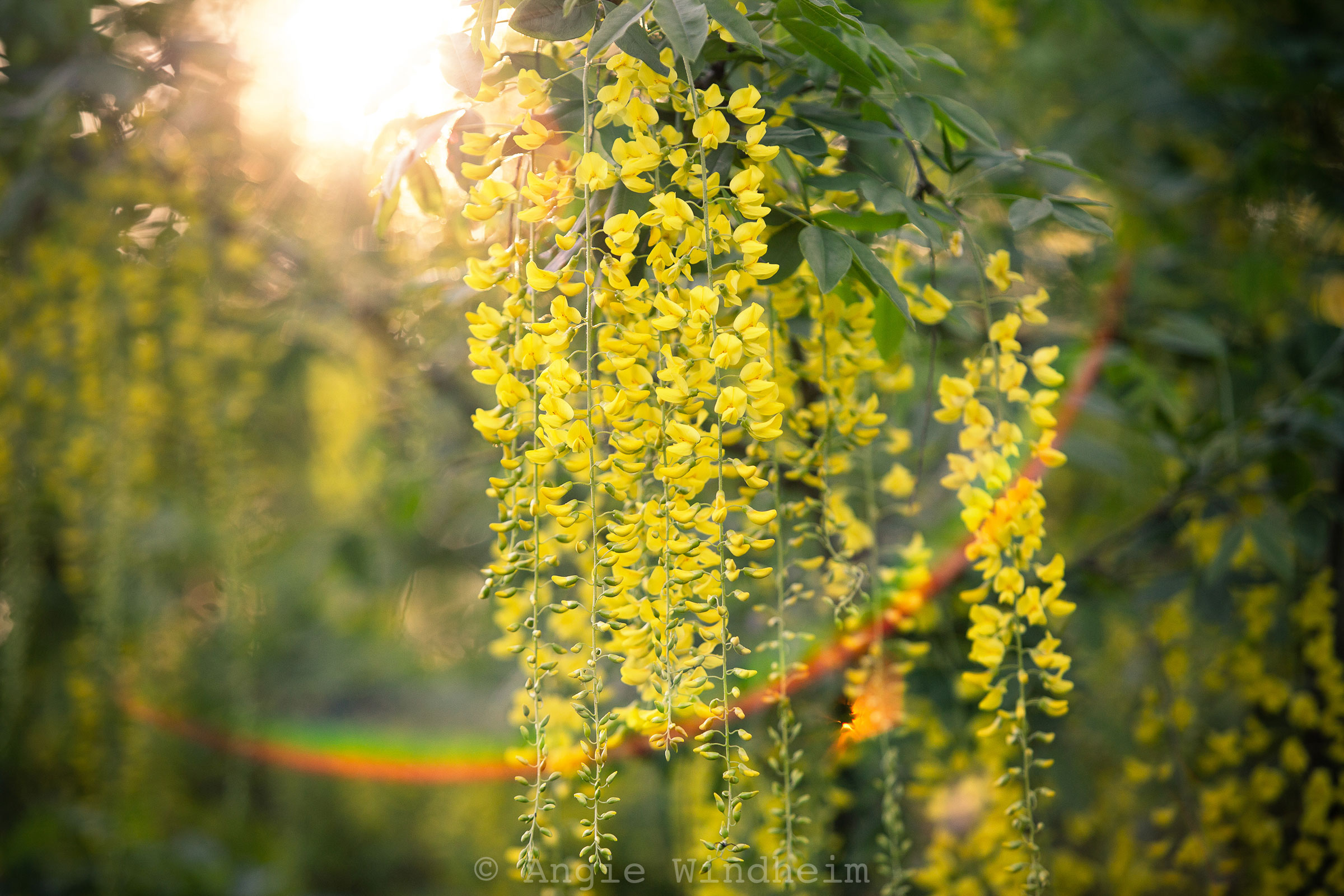 Flowers hang from a Golden Chain Tree in the morning sun with rainbow flare below them.