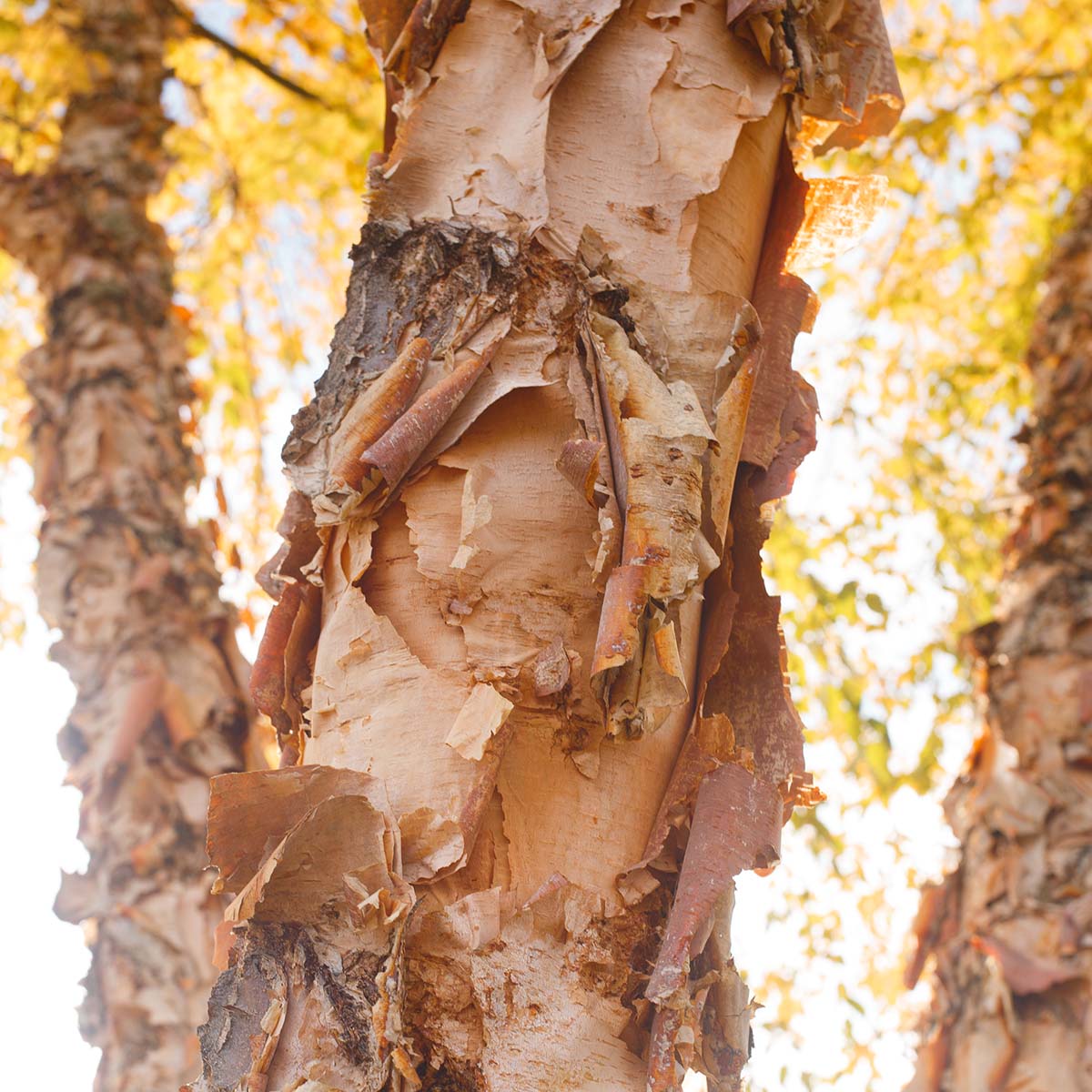 Orange peeling bark of birch tree