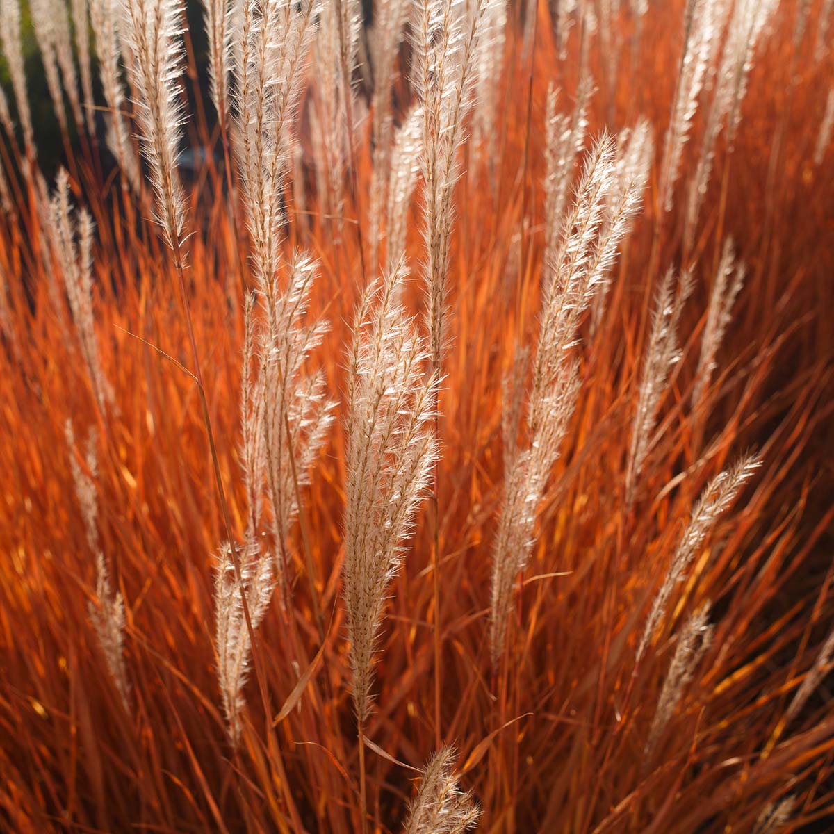 Orange grasses with white feathered tips.