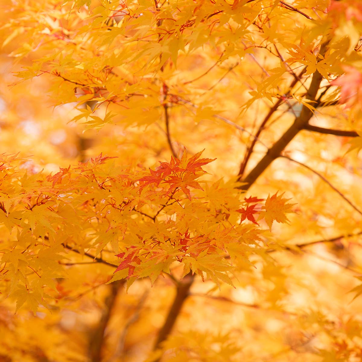 Japanese maple leaves turning gold and orange