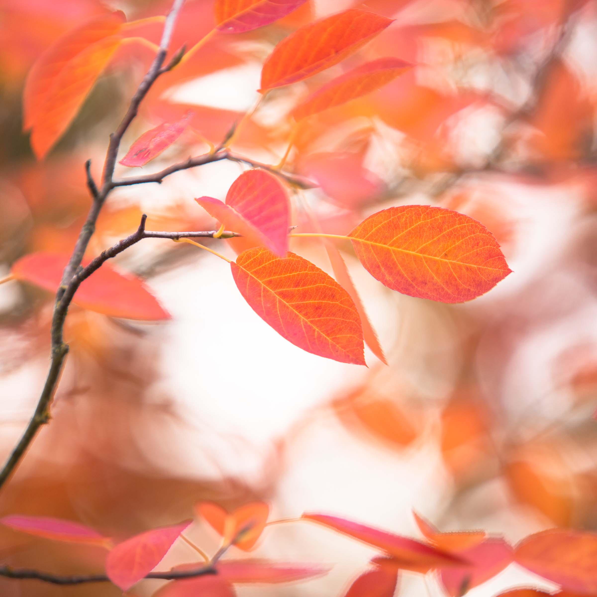 Orange tupelo tree leaves.