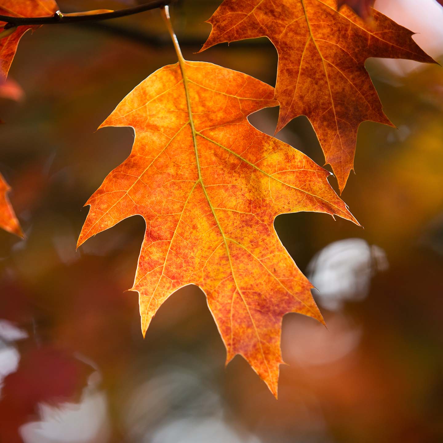 Orange oak leaf