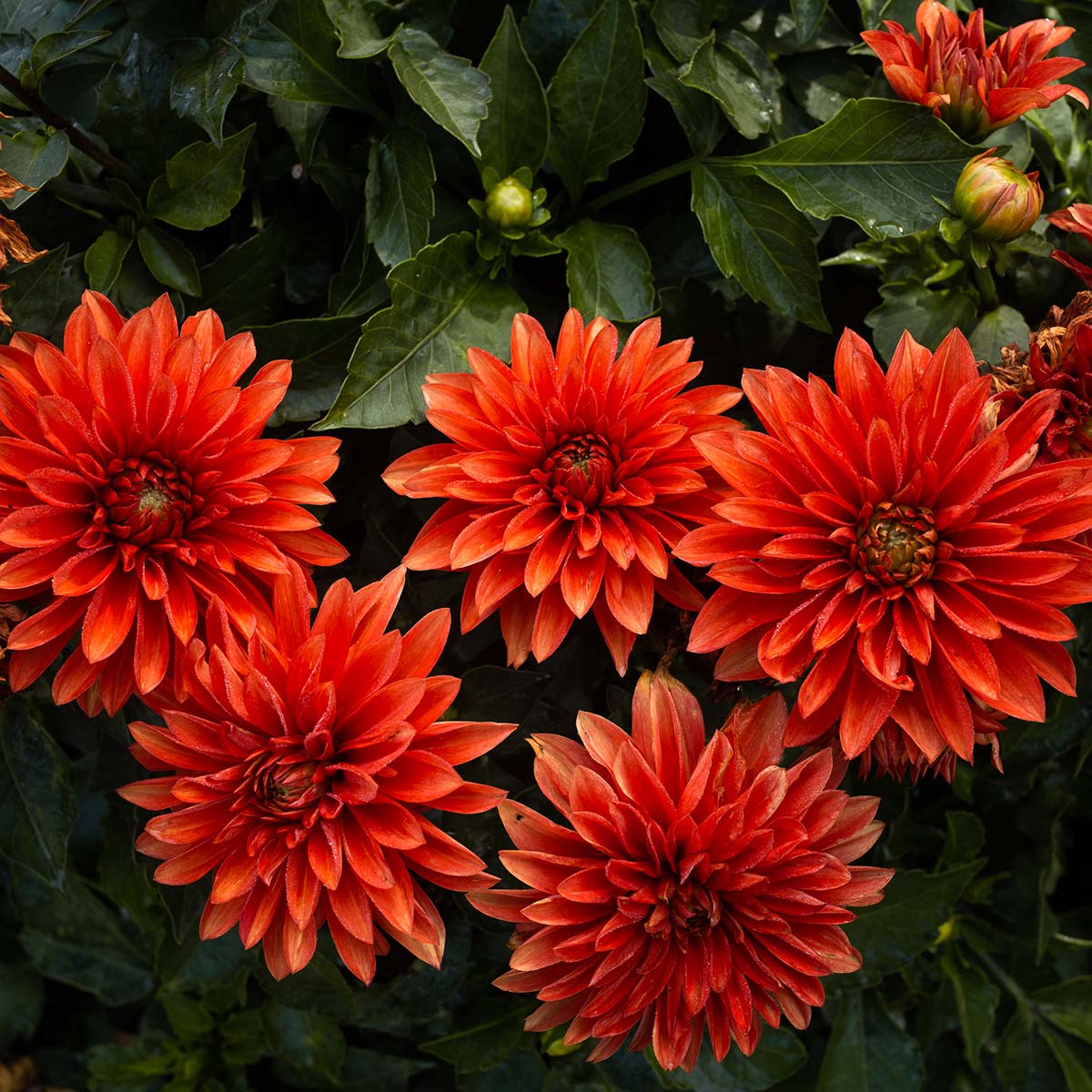 A cluster of five orange dahlia flowers