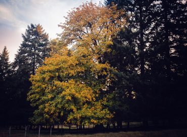 A golden Bigleaf Maple stands in the morning light surrounded by evergreens.