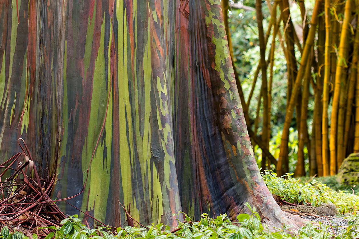 Rainbow colored vertical stripes on the bark of a Rainbow Eucalyptus Tree.