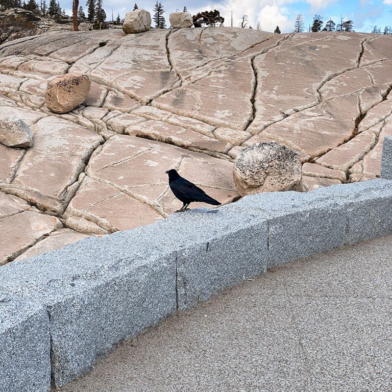Raven perched on guardrail at Yosemite National Park
