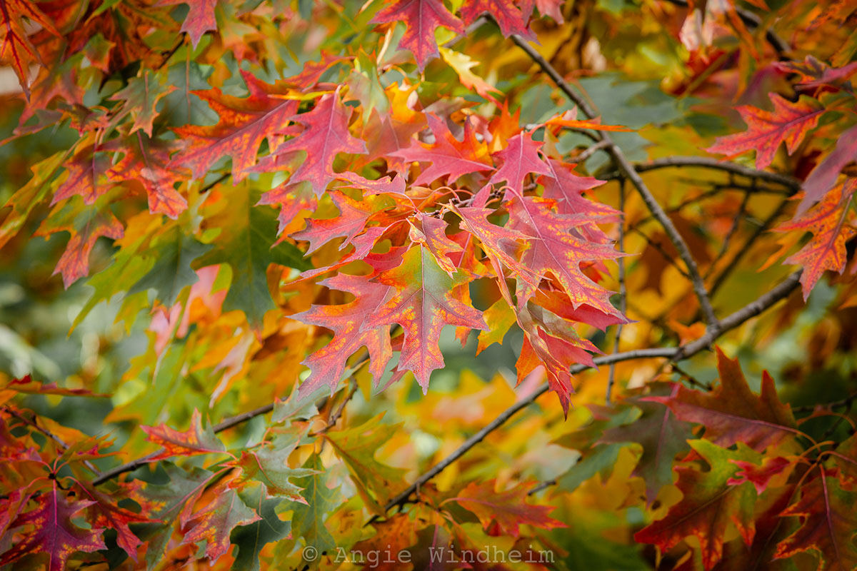 Red Oak leaves purse with red, orange, yellow and green fall colors.