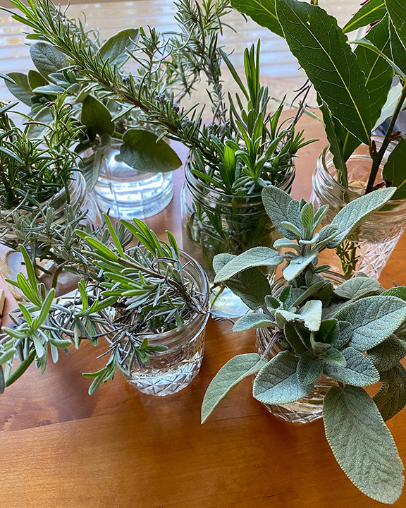 Various herb cuttings in water glasses