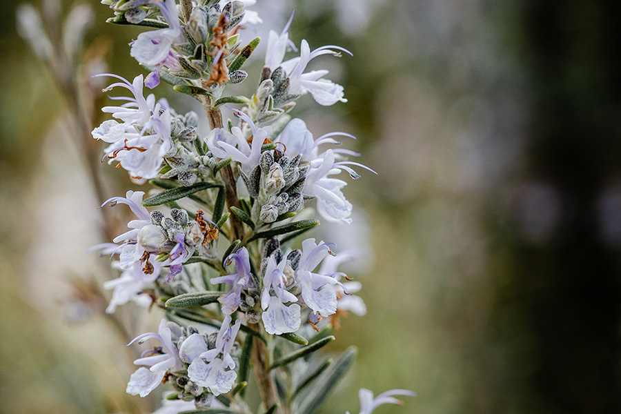 Close up photograph of Rosemary plant with light blue blossoms by Angie Windheim for Kindness Roots.