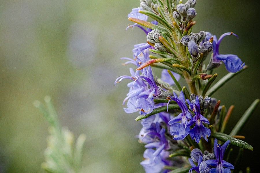 Bright blue flowers on Rosemary plant