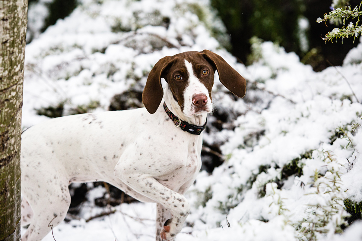 Rosemary the German Shorthair Pointer puppy posing in front of snow-covered Rosemary plants