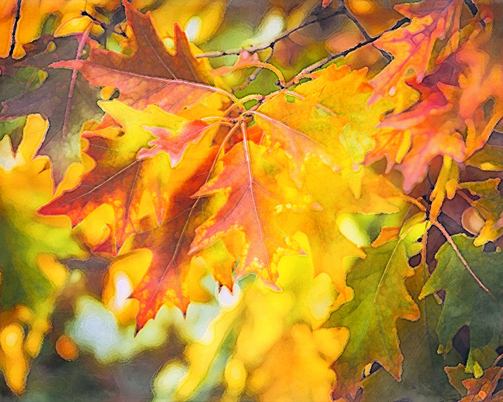 Fall Oak Leaves watercolor