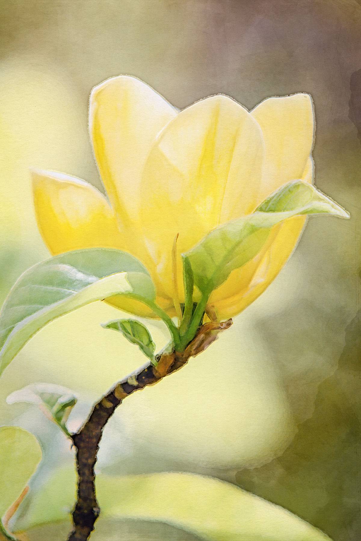 Yellow Bird Magnolia watercolor for Kindness Roots by Angie Windheim