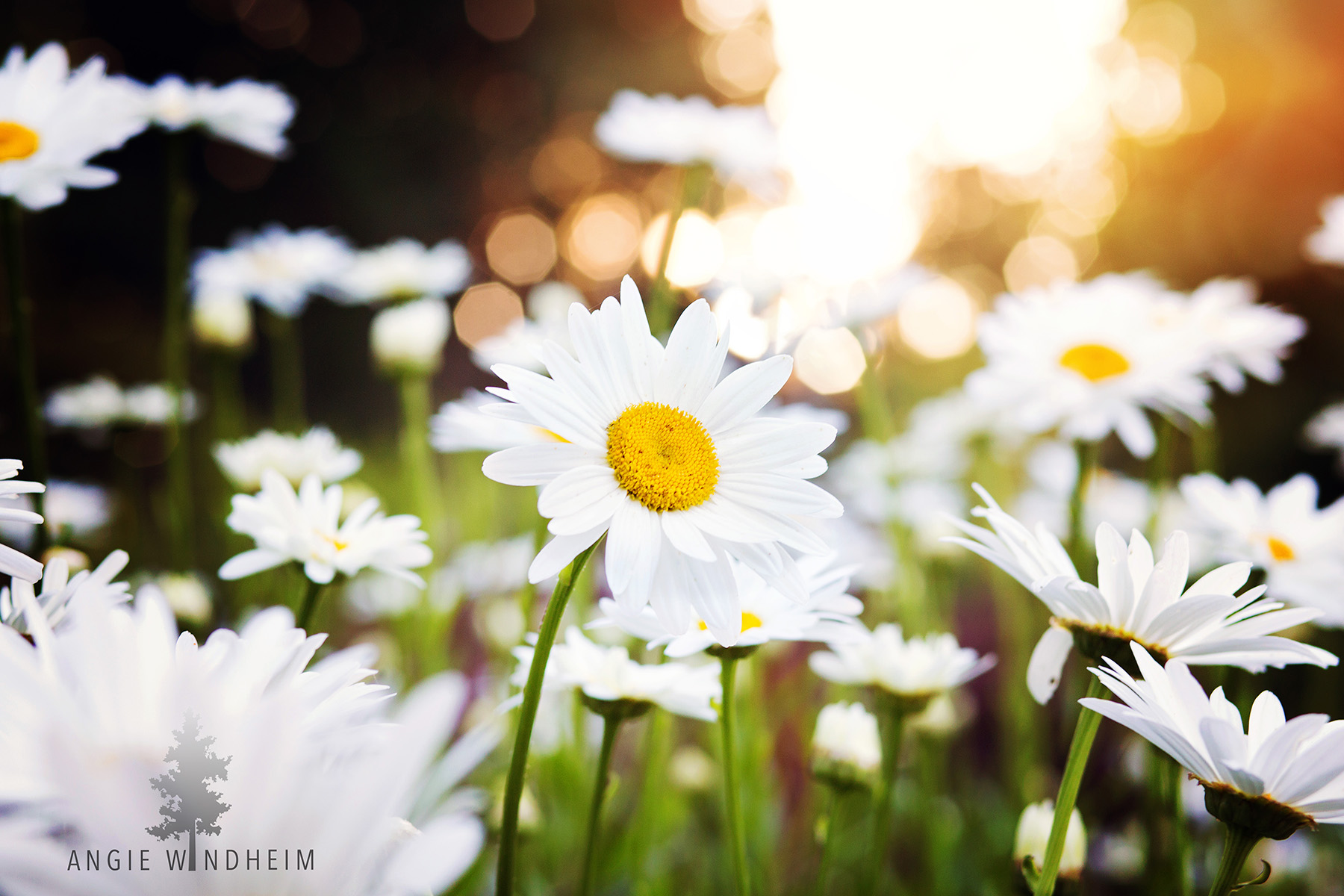Photography of wild daisy field with one flower in focus and the sunset sparkling behind it.