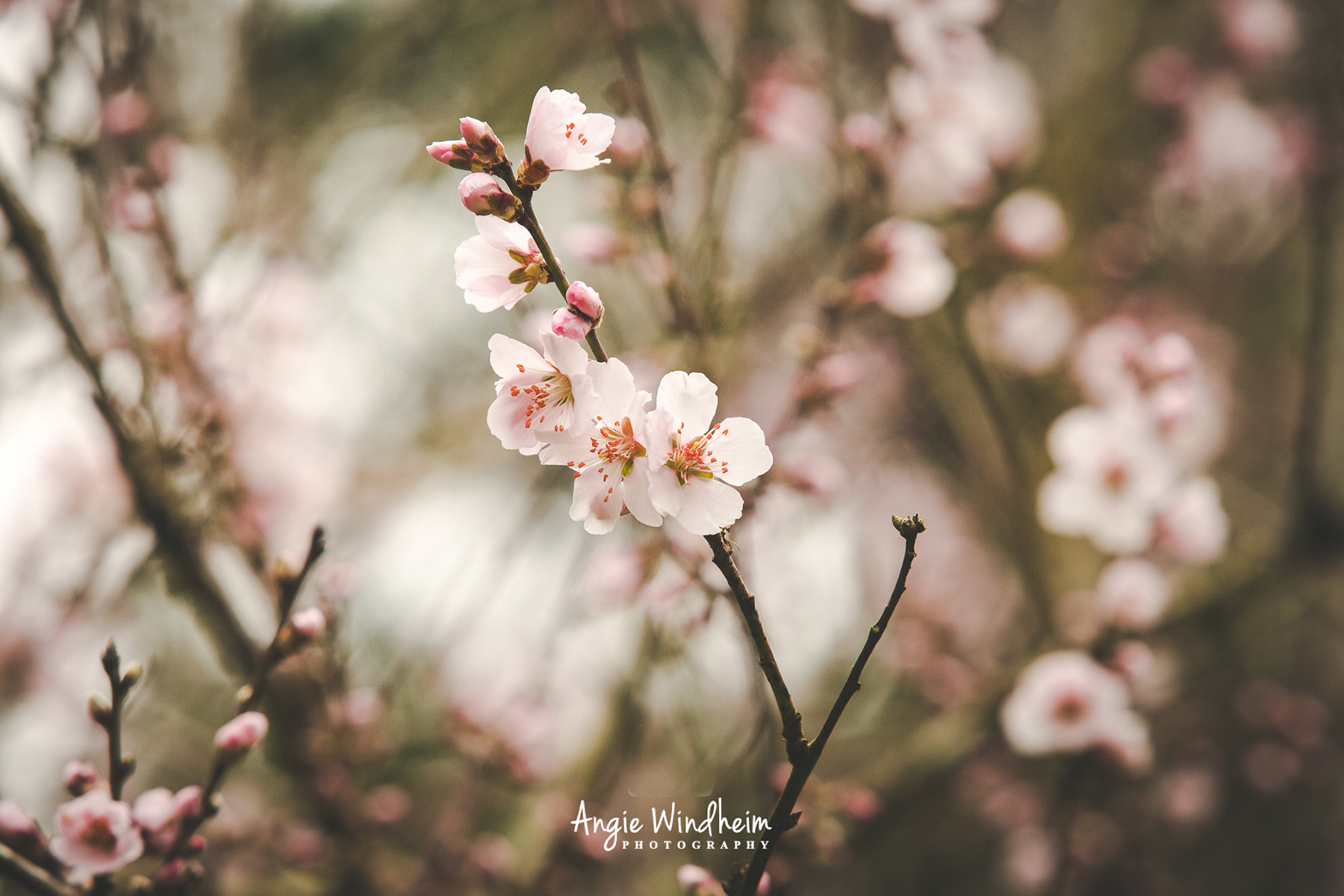 Photo of pink flowers covering an almond tree in spring.
