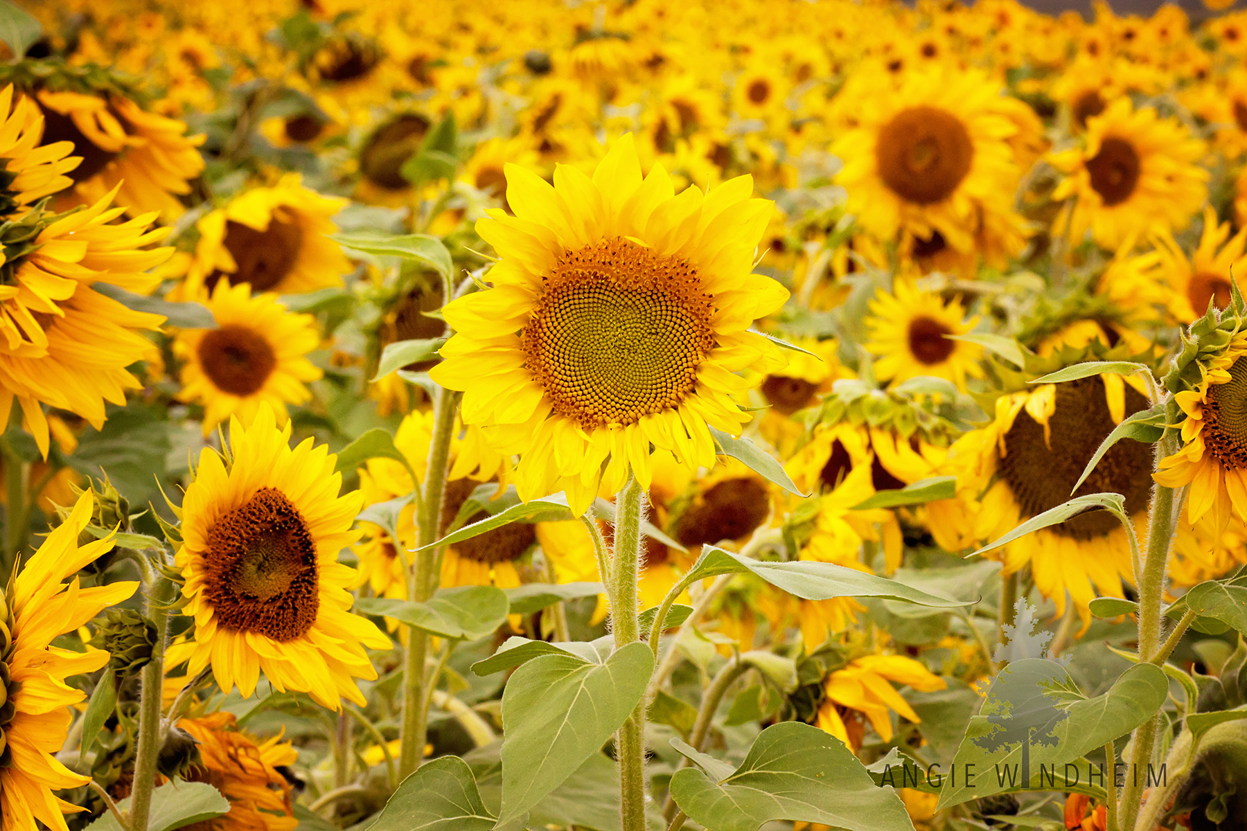 Photo of a sunflower in the middle of a sunflower field.