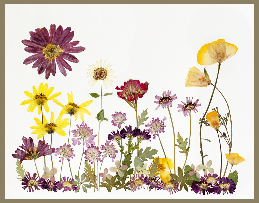 Photograph of pressed flowers arranged on paper to look like a meadow with a chrysanthemum as the sun shining above.