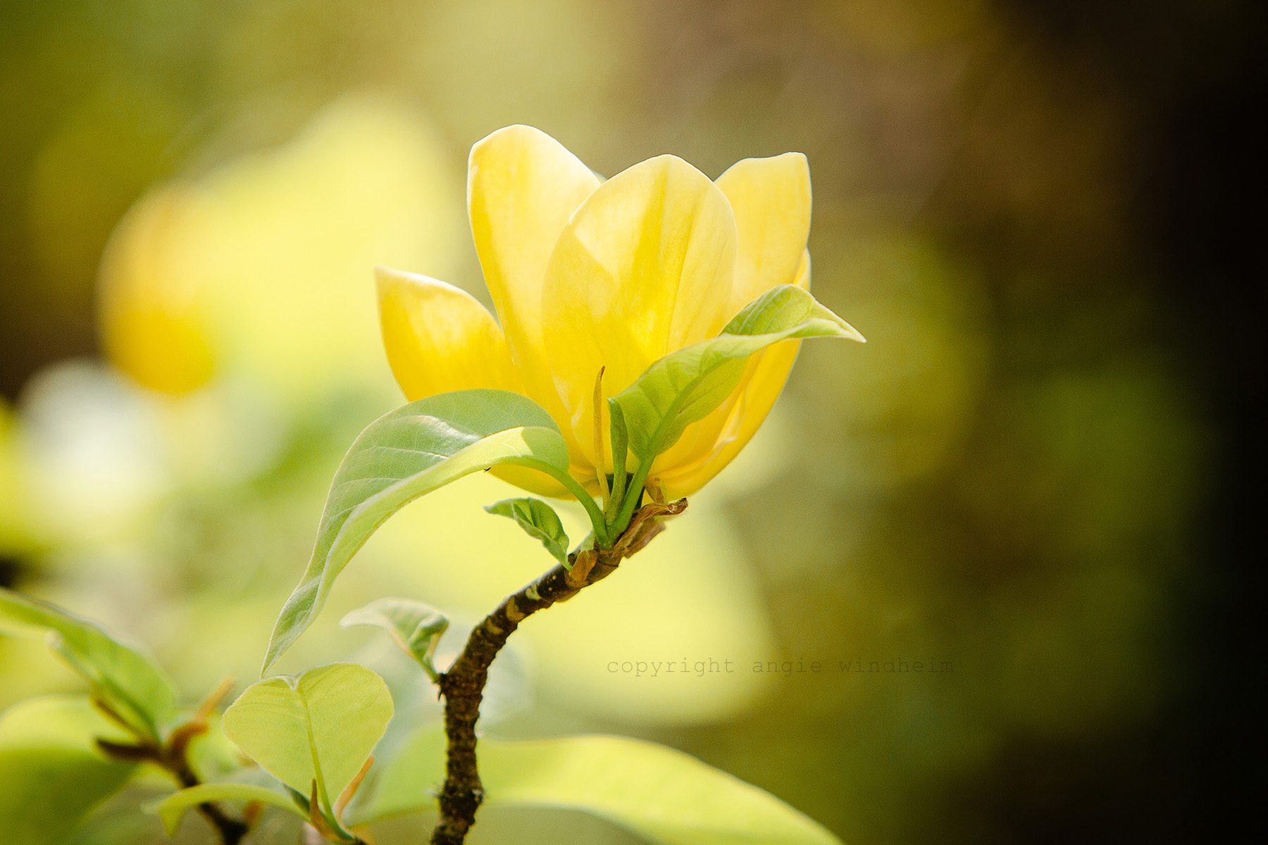 A photograph of a yellow magnolia blossom with a yellow background.