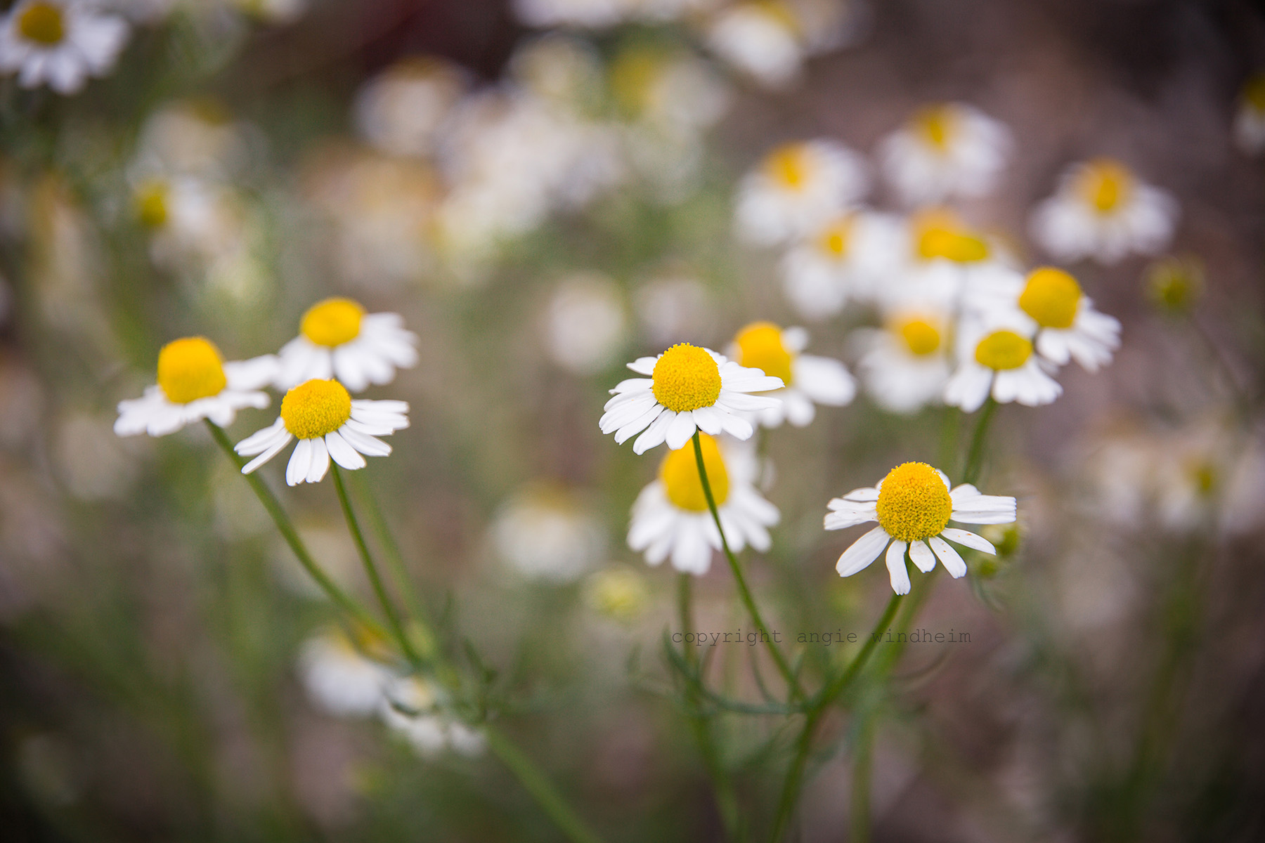 Close up view of swaying chamomile flowers in soft evening light.