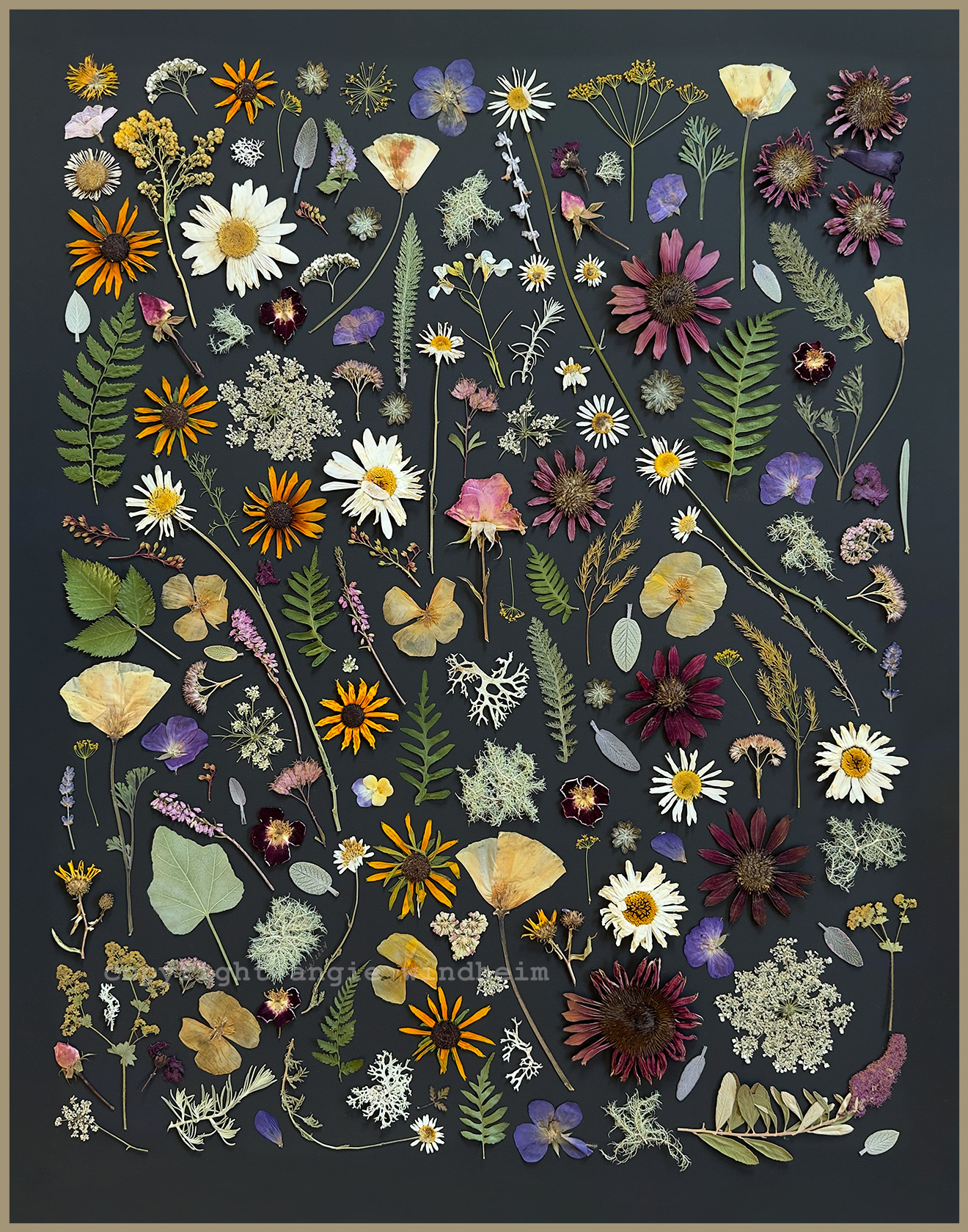 "Rose City" is a pressed flower collage on black paper by Angie Windheim for Kindness Roots. A pink rose is surrounded by a wide assortment of flowers and foliage.