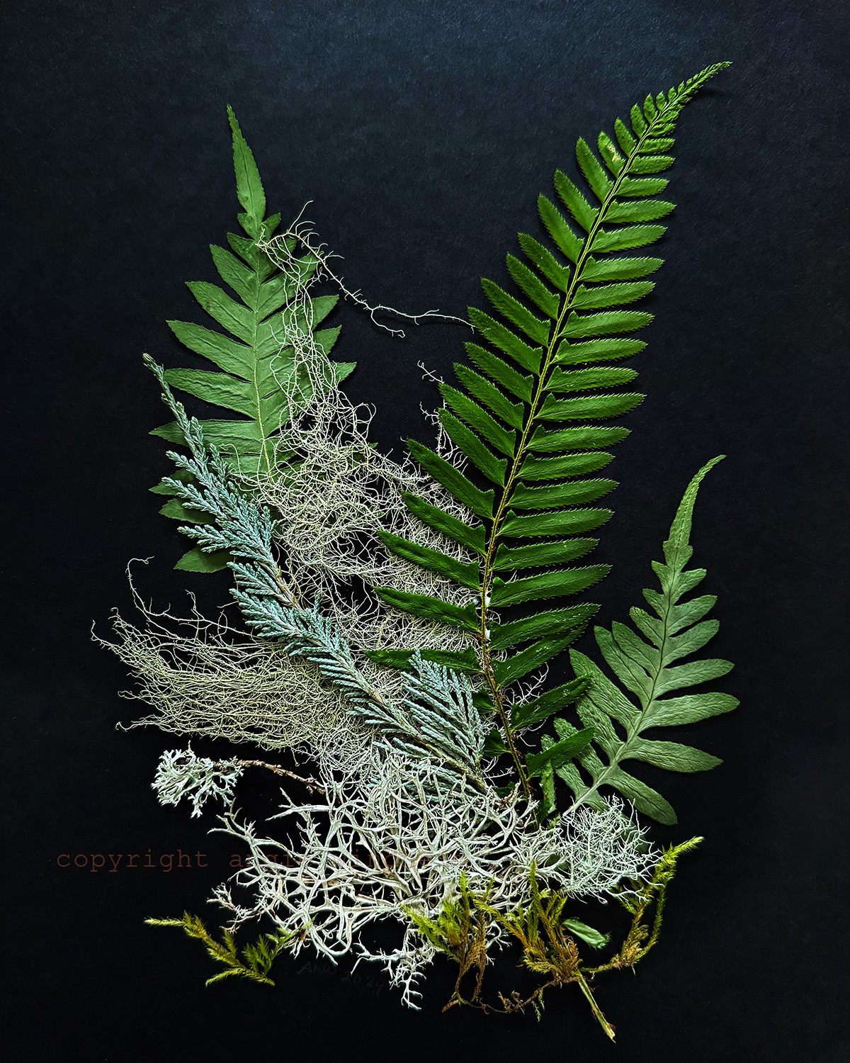 Fern and lichen arrangement on black paper.