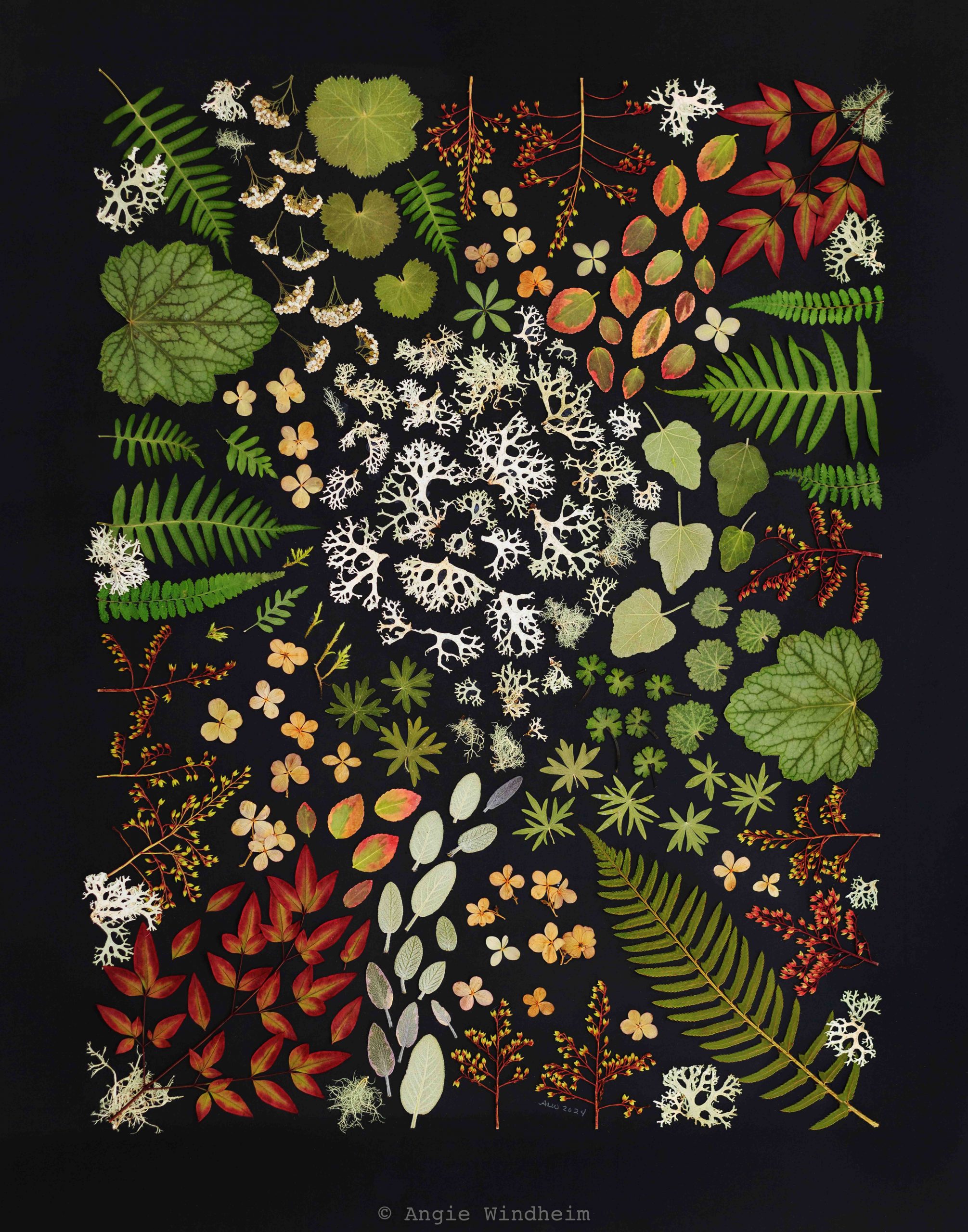 Photograph of pressed flowers and foliage arranged on paper to look like a coming together of all kinds as lichen is the symbol of connection. 