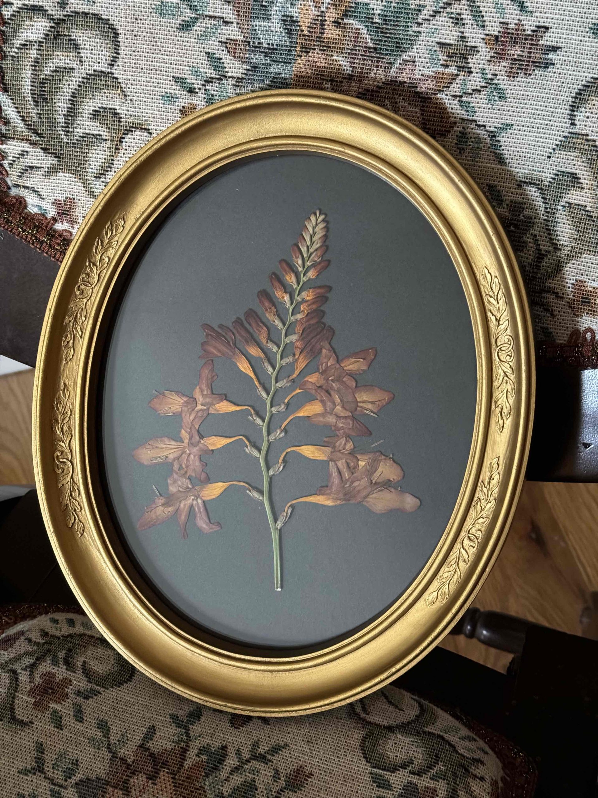 A pressed Crocosmia flower is mounted to black paper in an oval vintage frame.