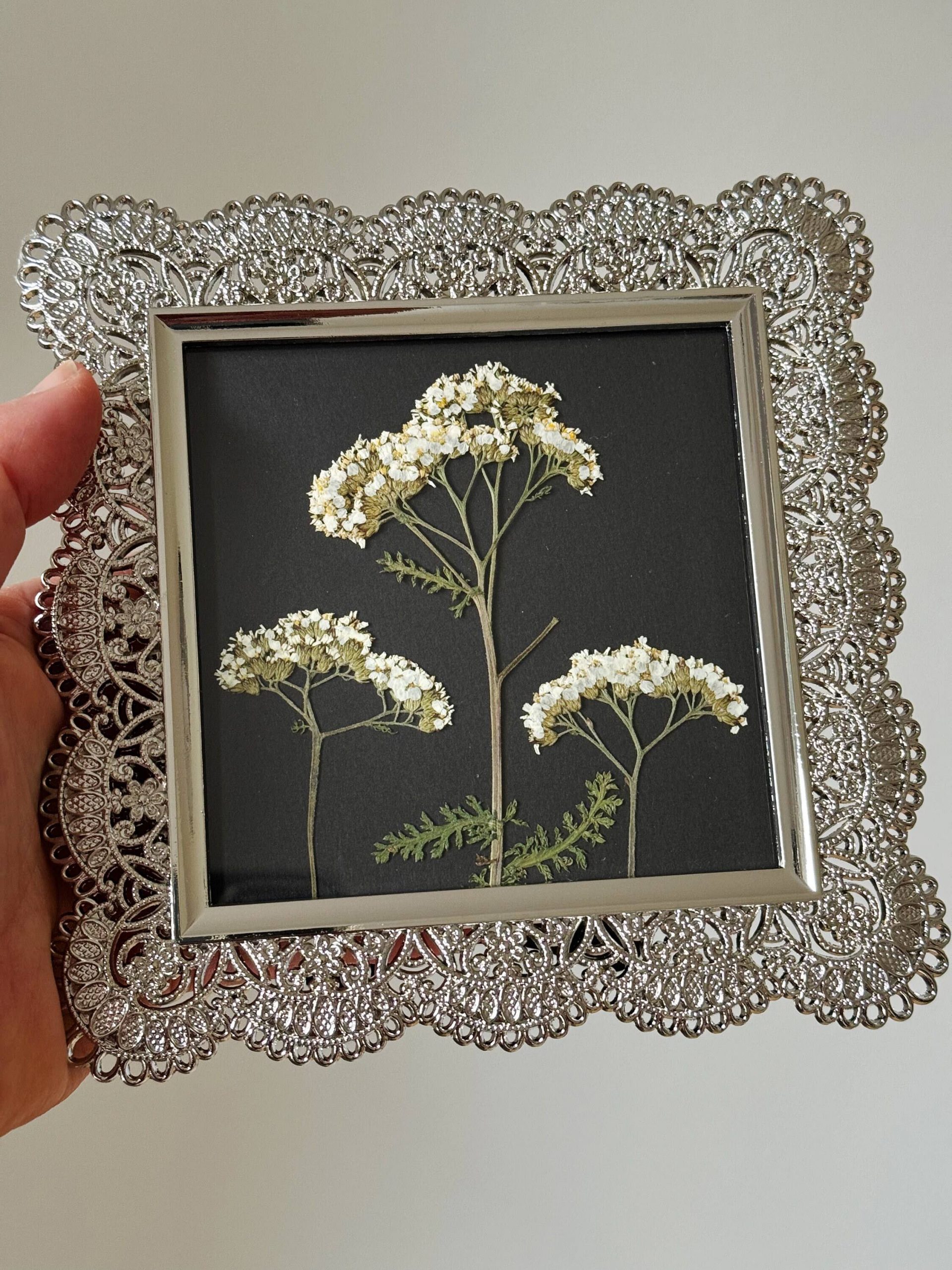 Pressed white yarrow flowers mounted on black paper in a silver lace metal square frame by kindness roots