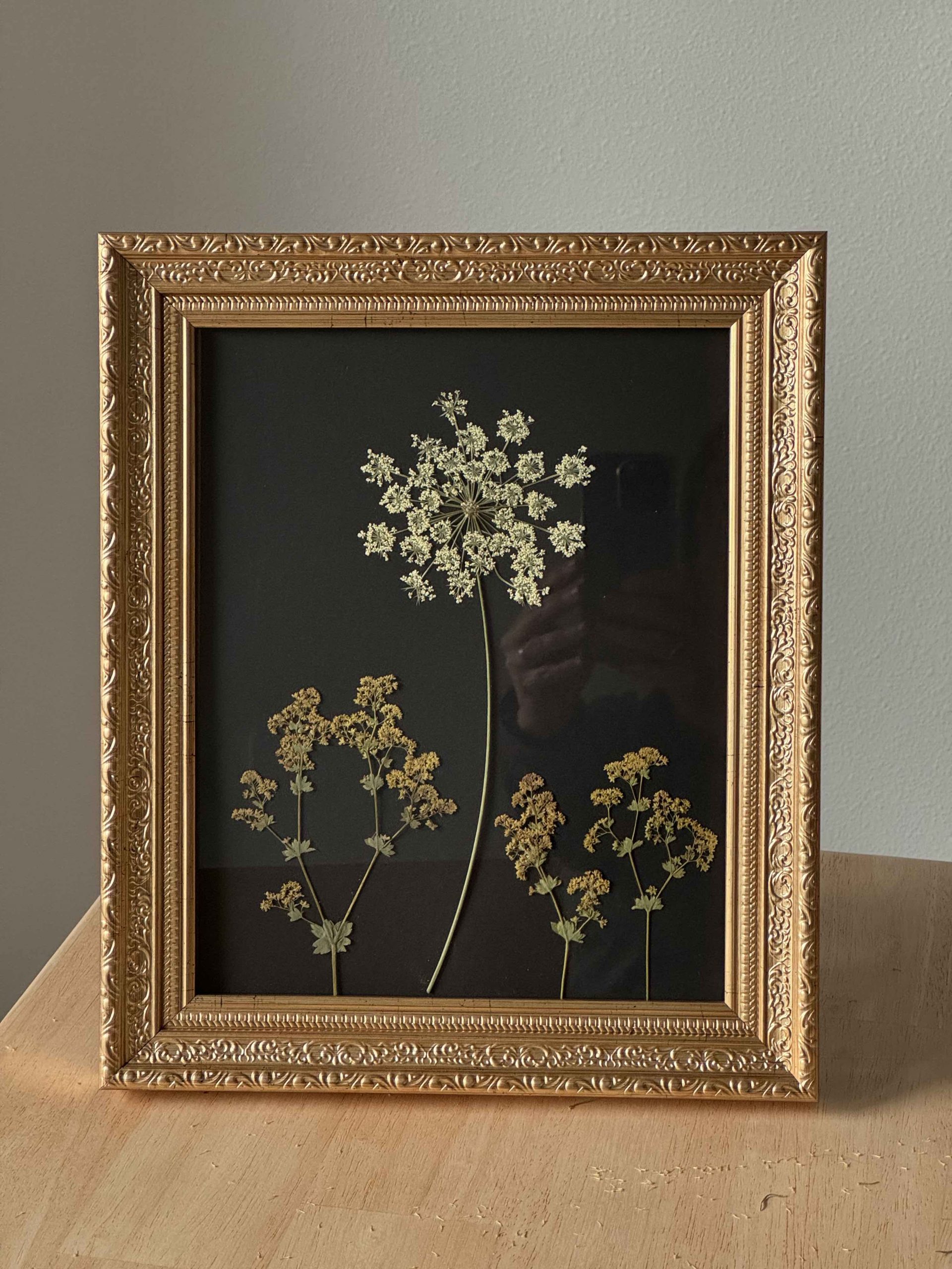 Pressed flowers of Queen Anne's lace and Lady's Mantle on a black background in a gold ornate frame.
