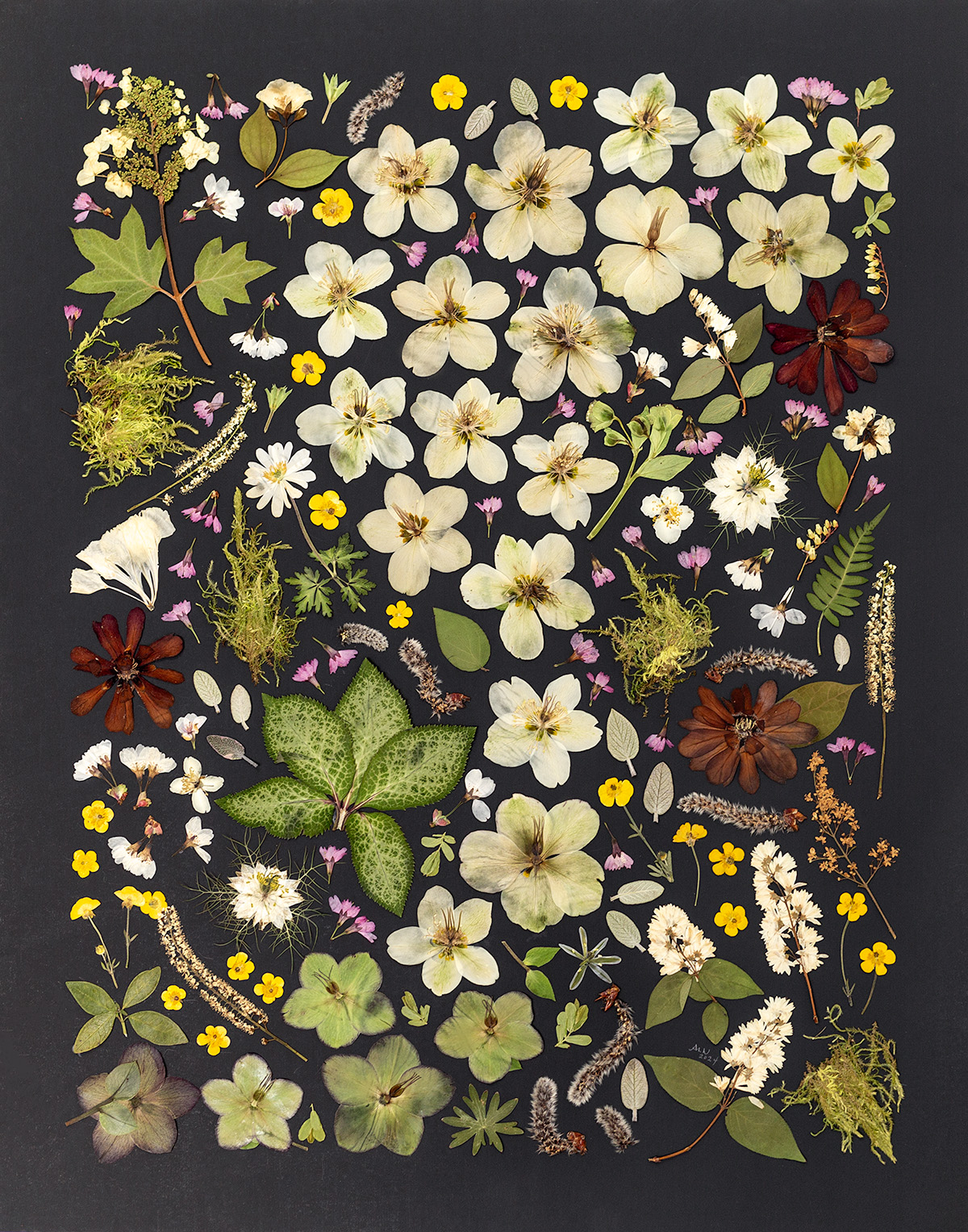 Pressed flower art by Angie Windheim with cream-colored hellebores appearing to drift as if in a day dream.