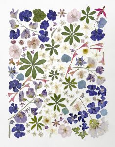 Pressed flower collage by Angie Windheim named "The Path"