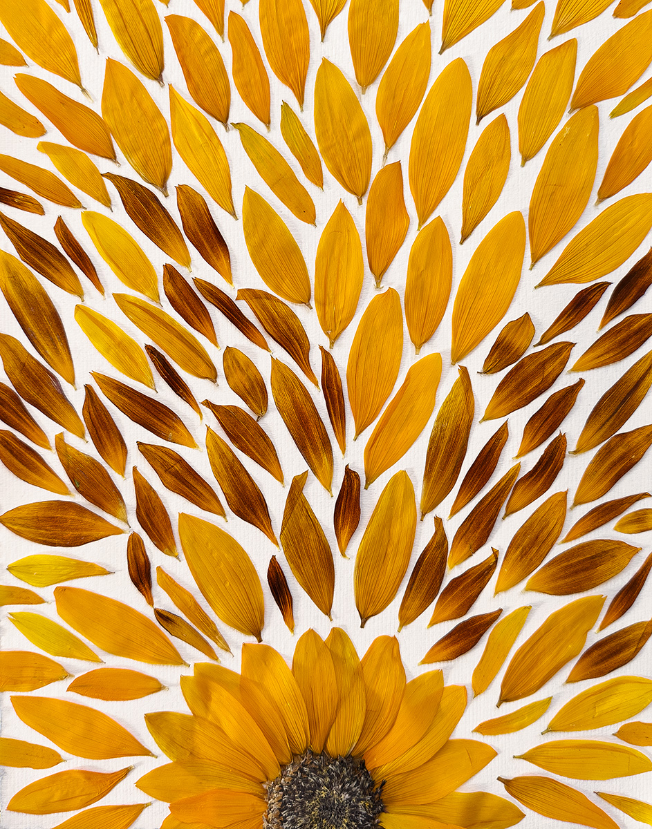 Sunflower Sunrise art made from pressed flower petals by Angie Windheim for Kindness Roots