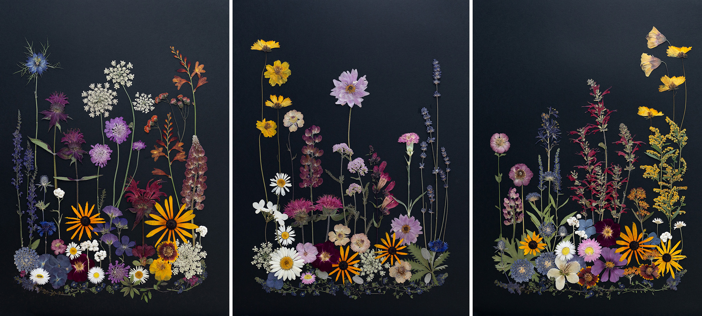 Photograph of pressed flowers arranged on black paper to look like a meadow in three pieces Angie Windheim for Kindness Roots.